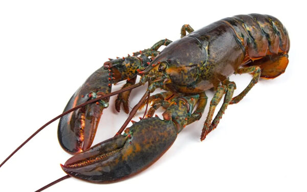 Live Maine Lobster Direct Overnight & Express Shipping Fresh and Frozen European Lobster with Whole Tail in Box Packaging - Image 2