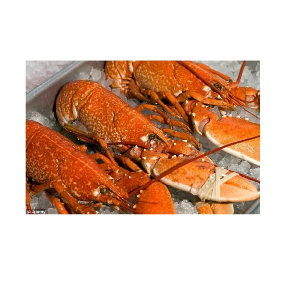 Fresh Cheapest Live Canadian Lobsters Frozen Lobster Tails - Image 2