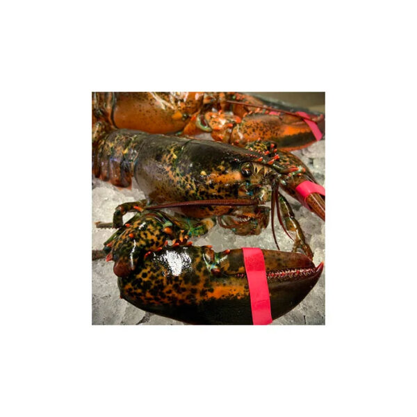 High Grade Live Lobster and Crayfish Available at Low Market Price - Image 2