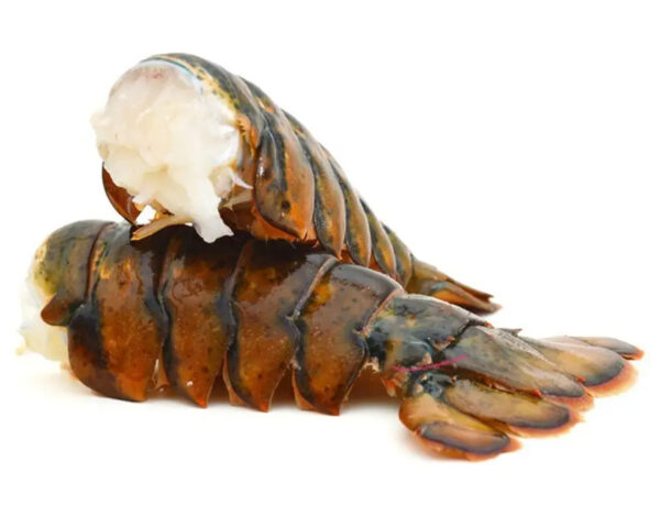 Frozen Live Spiny Lobsters Brazil Seafood Wholesalers Bulk Packaging - Image 2