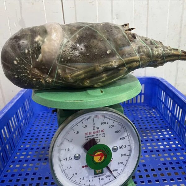 Premium Seafood Fresh and Frozen Lobster Buy Cheap Frozen Lobster From Kenya - Image 3