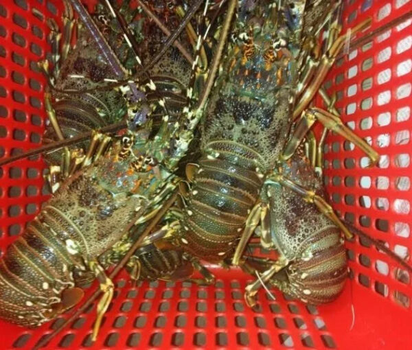 Fresh New Stock Seafood Fresh and Frozen Lobsters Best Wholesale Lobster Tails Live Lobsters Live Spiny Lobsters for Sale - Image 2