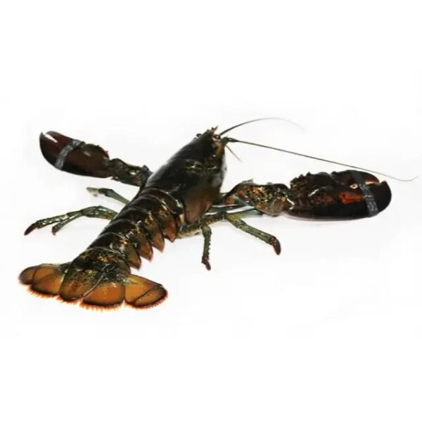 Canadian Lobsters Frozen Lobster Available - Image 3