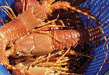 Frozen Lobster for Sale - Image 2