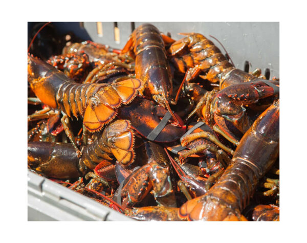 Best Grade Live Lobster and Crayfish Available at Low Market Price Hot Sales Frozen Lobster with Highest Export Live Lobsters Q - Image 2