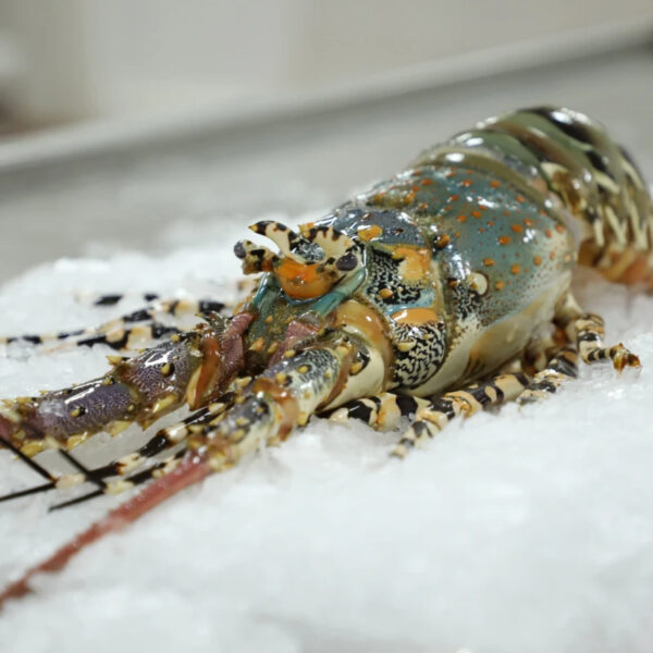 Wholesale 400/500g Class- a Frozen Lobster Whole IWP in 10 kg Carton Top Quality Wild Catch - Image 2