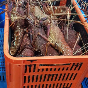 LIVE AUSTRALIAN LOBSTER