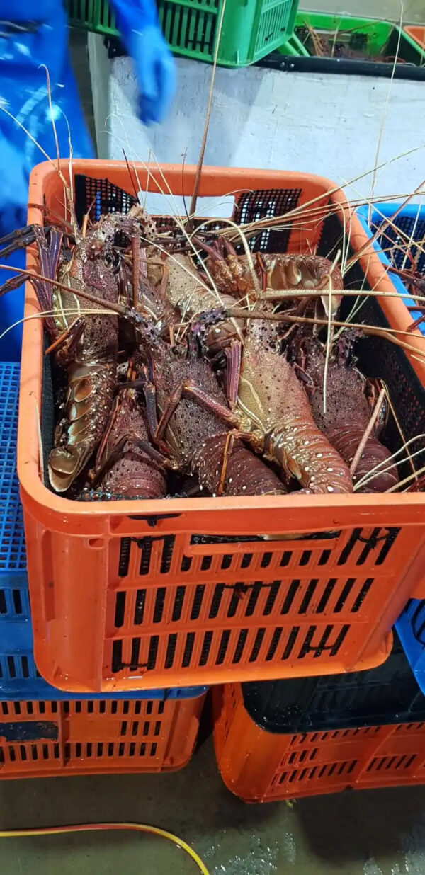 LIVE AUSTRALIAN LOBSTER