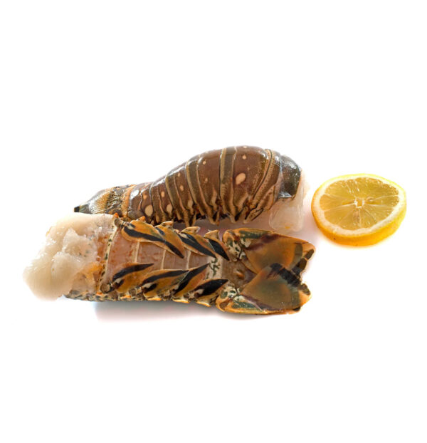 Competitive Price ALIVE SPINY LOBSTER/ FROZEN RAW LOBSTER Export Standard - Image 2