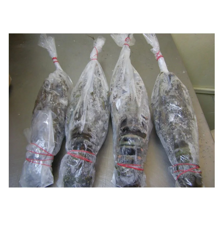 Best Price Live  Fresh Frozen American Lobster Available - Image 2