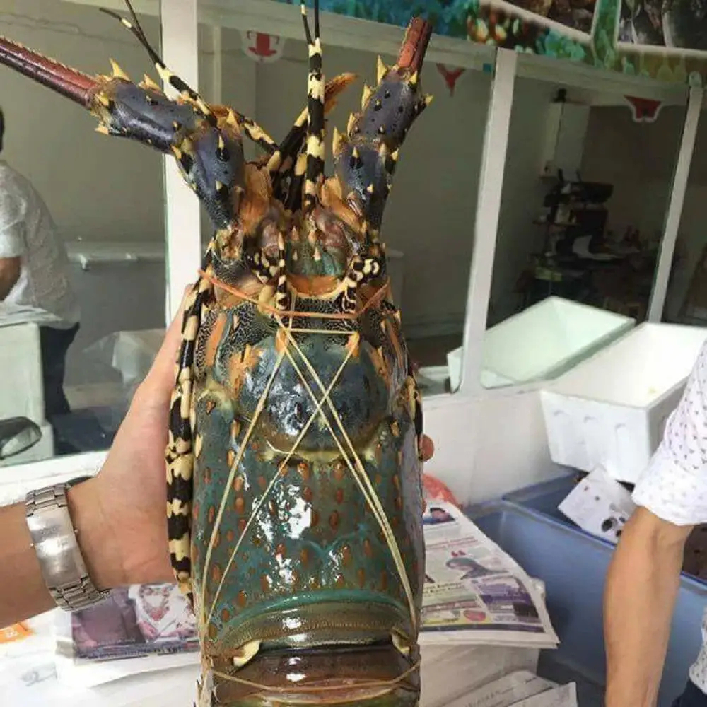 Cheap Fresh Water Lobster / Fresh Shrimp Frozen Lobster / Frozen Lobster Tail for Sale in Good Price Frozen Lobster - Image 2