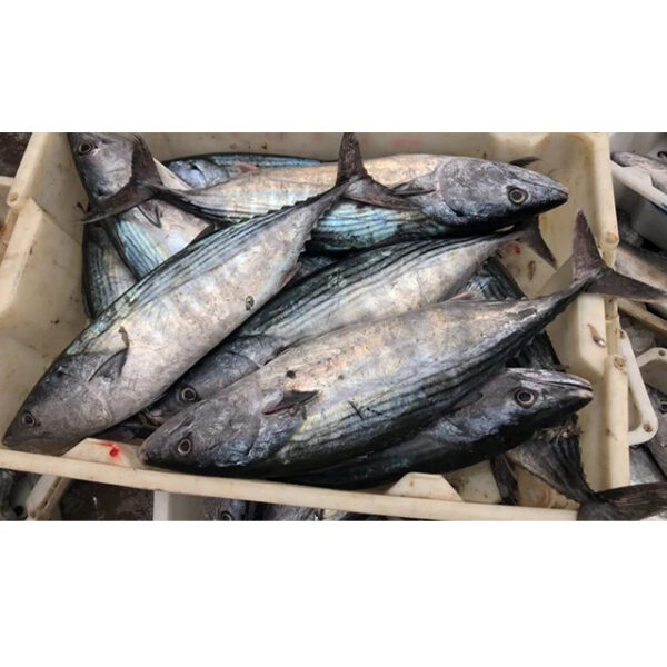 Fresh Seafood Atlantic Mackerel Fish Frozen Indian Mackerel Fish - Image 2