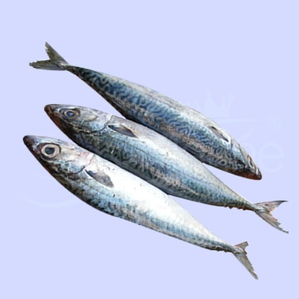 Fish and Seafoods Frozen Mackerel - Image 3