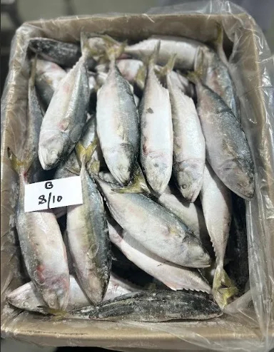 Fresh Indian Mackerel Fish Premium Quality Sustainably Sourced Rich in Omega-3 Perfect for Grilling Baking or Curries - Image 2