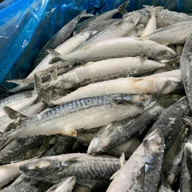 High Quality Frozen King Mackerel From Makassar City South Sulawesi Indonesia - Image 2