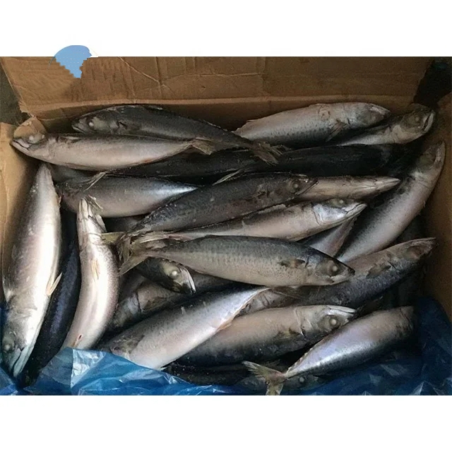 Frozen Pacific Mackerel and Mackerel Fish High Quality Wholesale Frozen Saba Mackerel Fish for Sale - Image 2