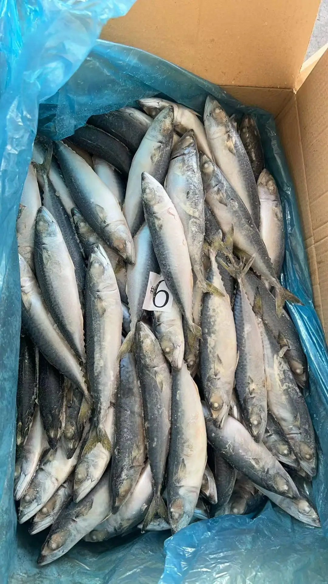 Land Frozen Pacific Mackerel 100-200g Whole Round Frozen Mackerel Fish from Indian Ocean - Image 2