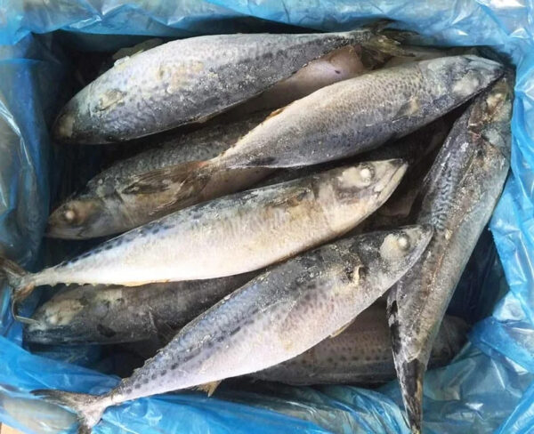 Marine Frozen Pacific Mackerel (scomber Japonicus) Whole Round Frozen Mackerel - Image 2