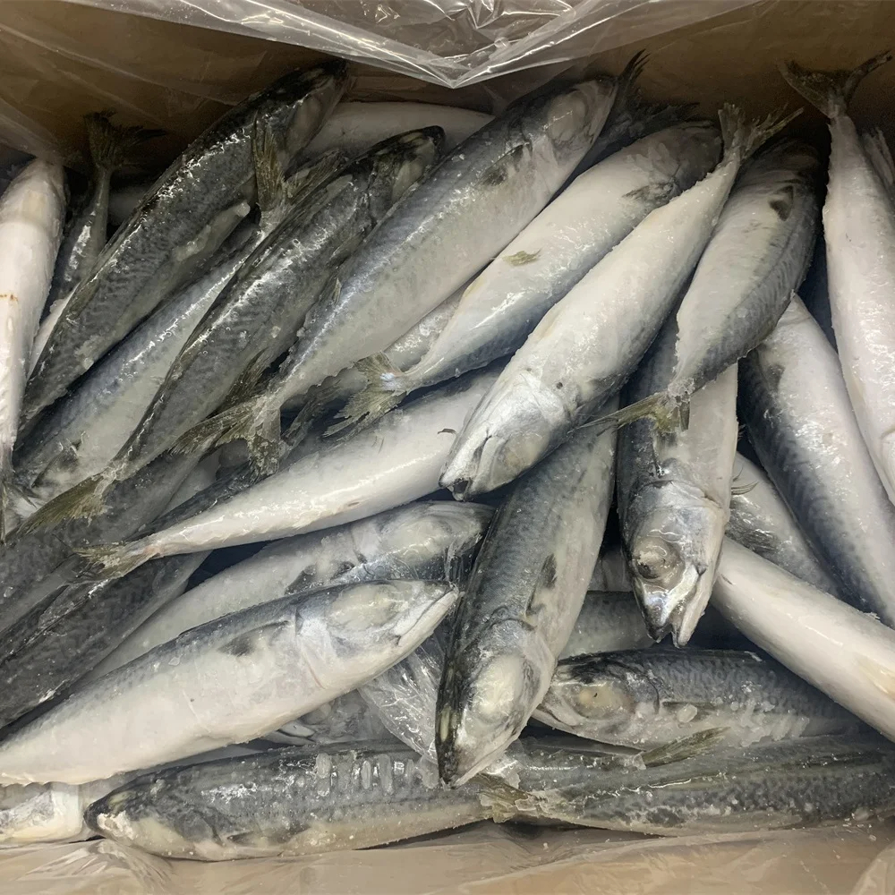 New Season High Quality Frozen Mackerel Cold Storage 10kg/15kg Per CTN Milkfish Salmon Tilapia - Image 2