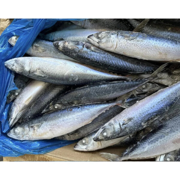Wholesale Frozen Pacific Mackerel Fish Bqf Indian Ocean Mackerel Fish 150 250g for Fishing Bait Importers in Africa - Image 2