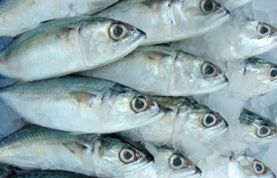 Frozen Sea Fish Indian Mackerel Whole Round Size 4/6 6/8 8/10 From Atlantic and Pacific Oceans - Image 2