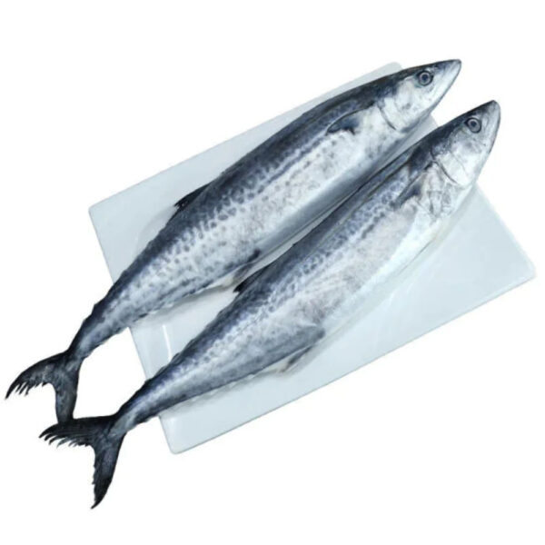 Atlantic Mackerel Fish Frozen Indian Mackerel Fish - Image 2