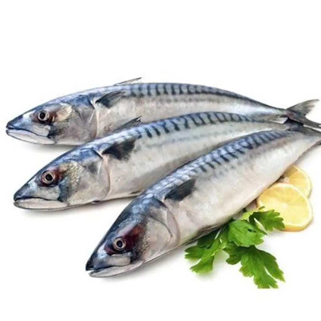 Great Quality Frozen Fish Mackerel High Protein Healthy Seafood Frozen Horse Mackerel Seafood Fish for Wholesale in Good Price - Image 2