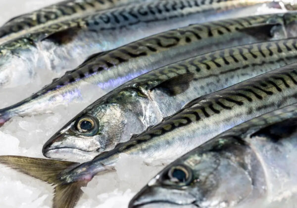 Frozen Horse Mackerel Pacific Indian Atlantic Mackerel Fish for Sale - Image 2