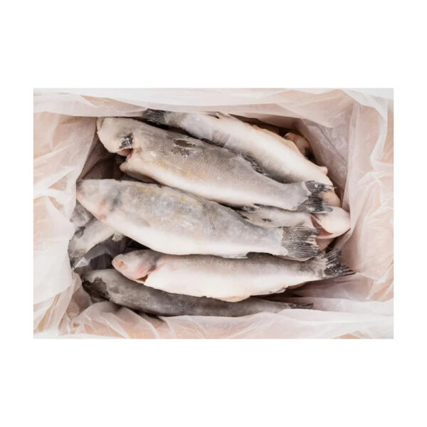 High Quality BQF Sea Frozen Fish Pacific Fish 50-60Pcs Chub Mackerel for Sale - Image 2