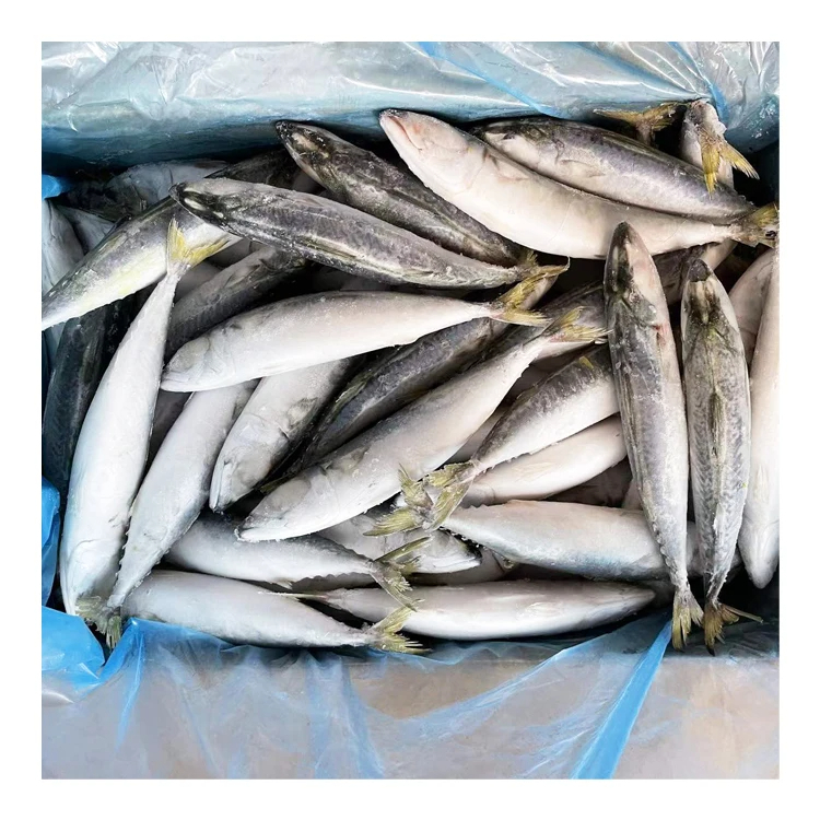 Hot Sale Good Quality IQF Mackerel Scomber Japonicus Size 6-8 pcs per kg Frozen Pacific Mackerel Fish with Fast Shipment - Image 2