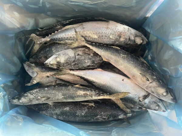 Export 10-15pcs/ctn 500g+ Frozen Fish BQF Whole Round Frozen Pacifated Mackerel Fish Pacific Mackerel - Image 2