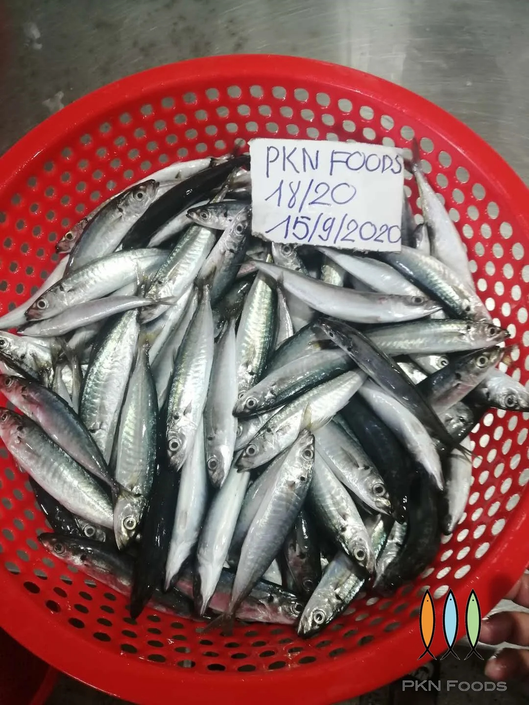 Frozen Mackerel Layang Scad Fish High Quality Cheap Price - Image 2