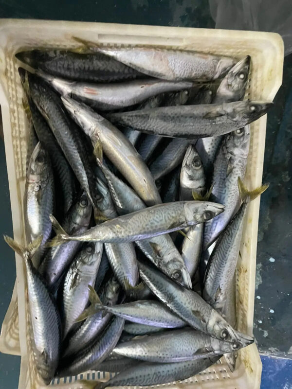 Chub Mackerel From EUROPE (Scomber Colias) | Estornino | Maquereau Espagnol - Image 2