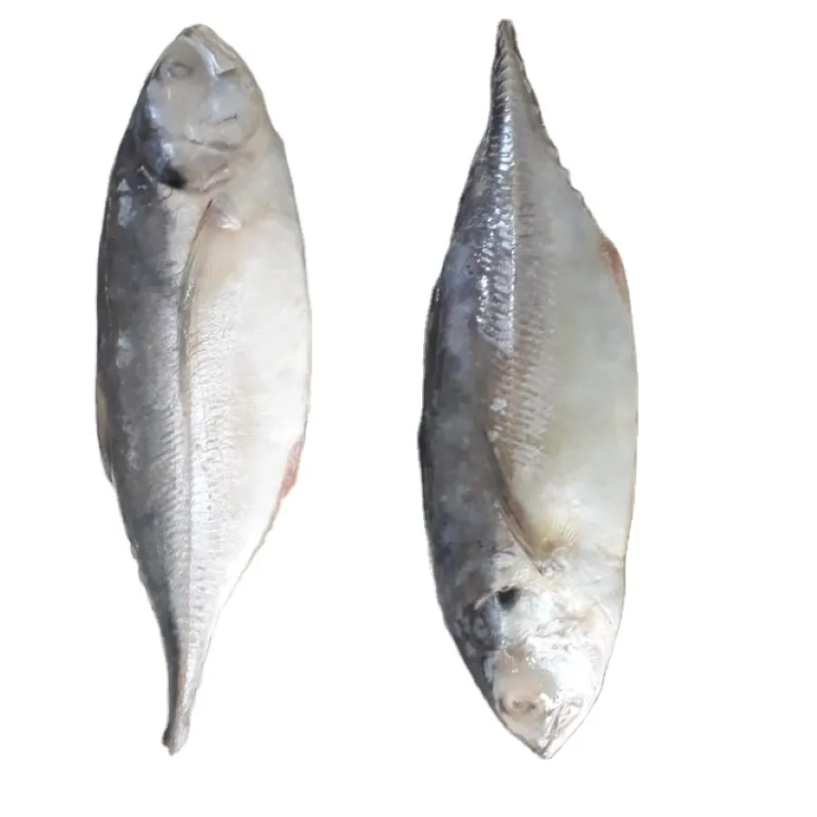 Land Frozen Mackerel Fish Sea Frozen Pacific Mackerel Fish Prices Whole Round - Image 2