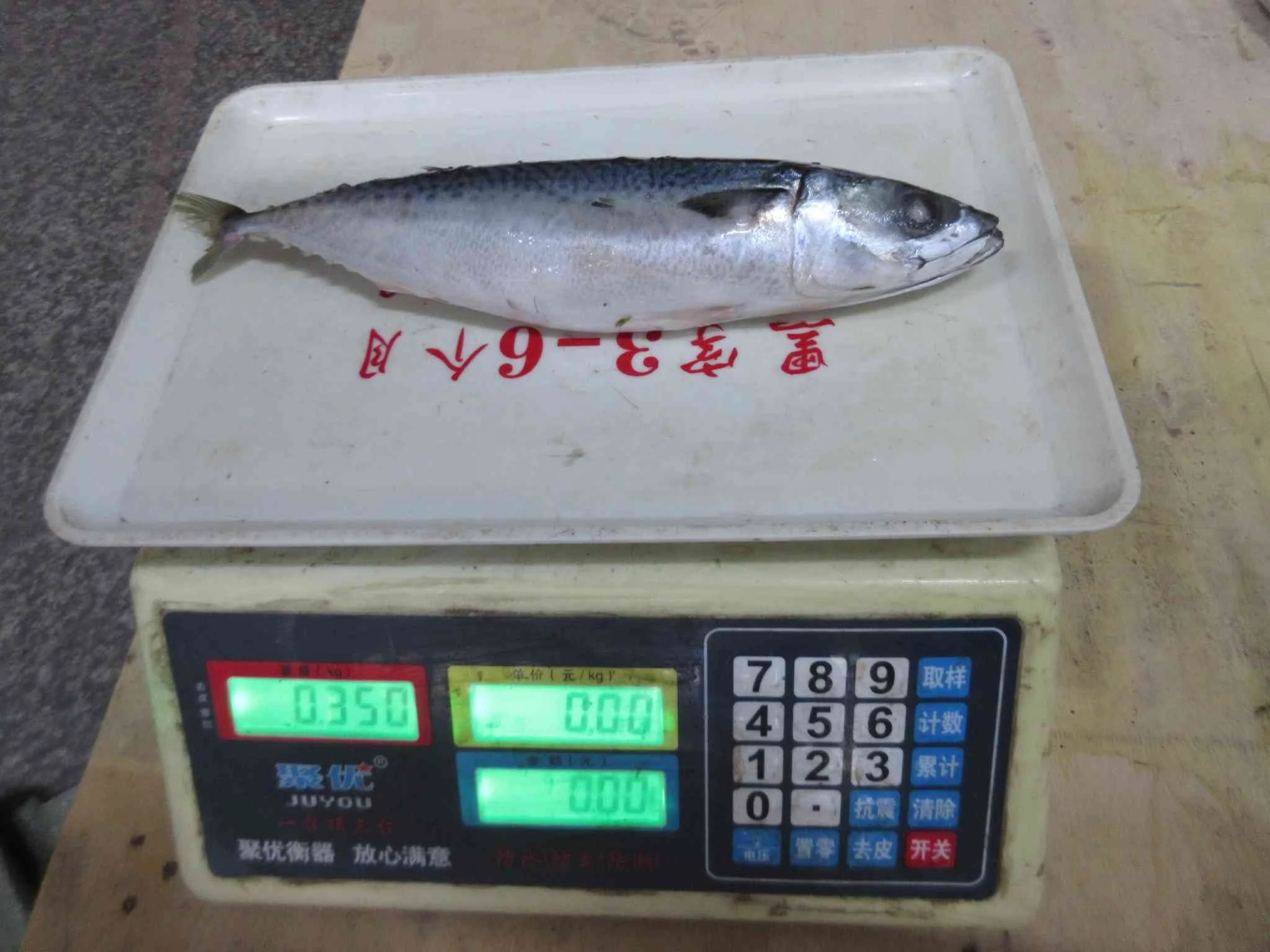 Frozen Pacific Mackerel Whole Round Hot Sale High Quality Seafood - Image 2