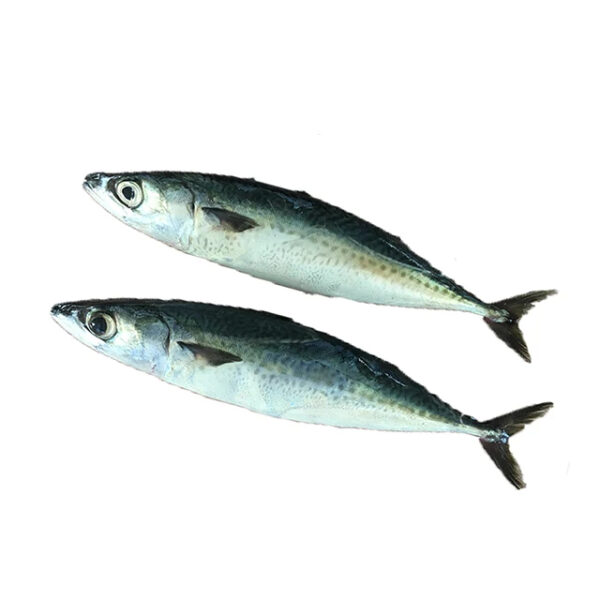 Big Original Mackerel Fish in Thailand Frozen_Mackerel_Prices - Image 2