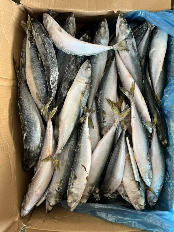 Top Quality Chinese Fresh Frozen Pacific Mackerel Fish - Image 2