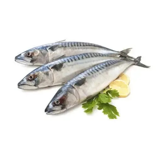 Hot Selling Price Fresh Frozen Mackerel Fish Seafood Fish in Bulk - Image 2