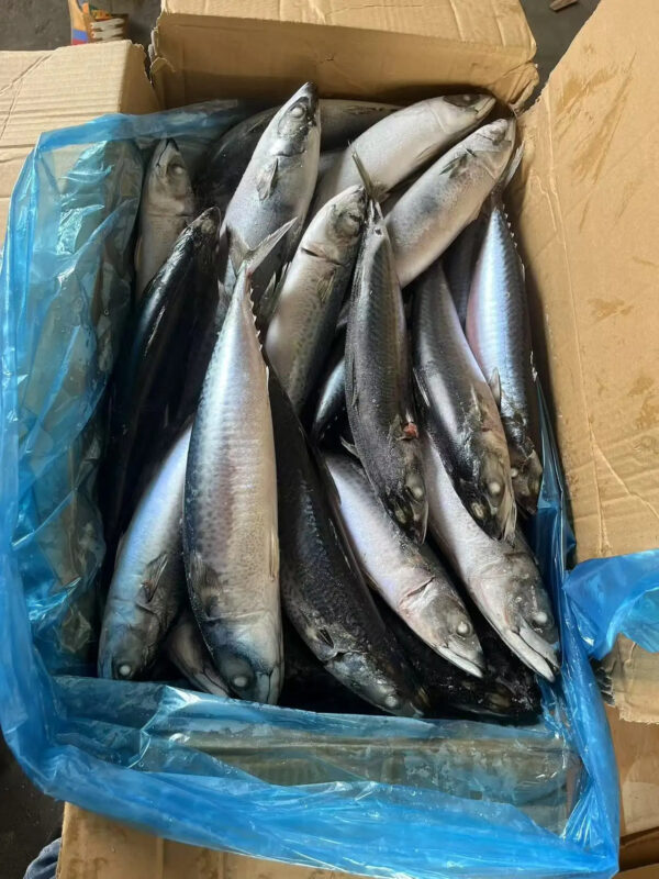 Top Selling High Fat Frozen Pacific Mackerel Premium Quality Sea Frozen Mackerel Fish for Africa - Image 3