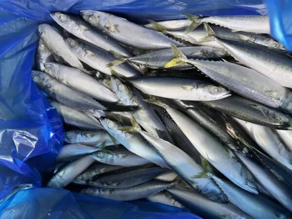Chinese Factory Ship Frozen Mackerel Whole - Image 2
