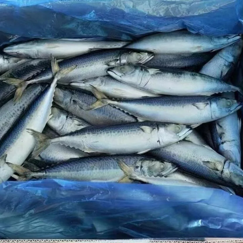Hot Sale Frozen Fresh Fish Supplier Best Price Fish Frozen Seafood Mackerel - Image 2