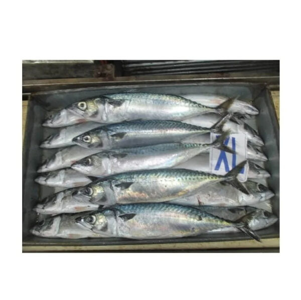 100-200g Mackerel Frozen Fish Pacific Mackerel Tuna - Image 2