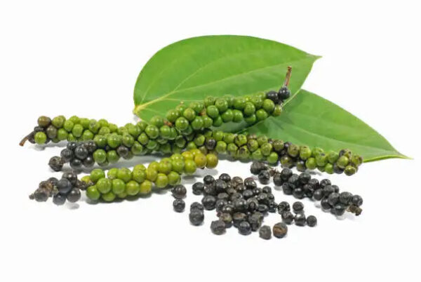 Top Quality Piper Nigrum Black Pepper for the Treatment of Fever Dysentery from Indian Supplier Piper Nigrum Black Pepper - Image 2