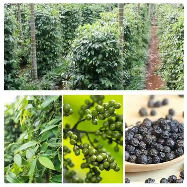 Premium Quality Organic Black Pepper with Great Aromatic Flavour and Delicious Taste for Wholesale Suppliers - Image 2