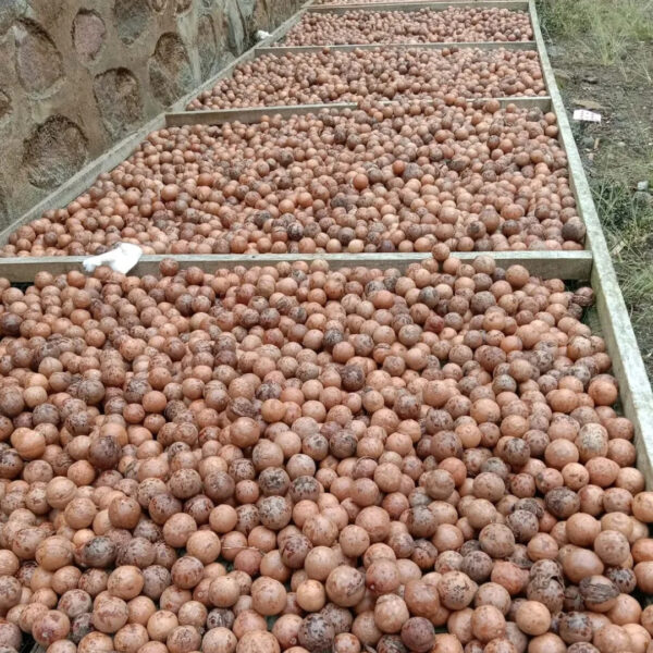 High-Quality Macadamia Nuts Fresh Crunchy and Nutrient-Rich for Healthy Living - Image 2