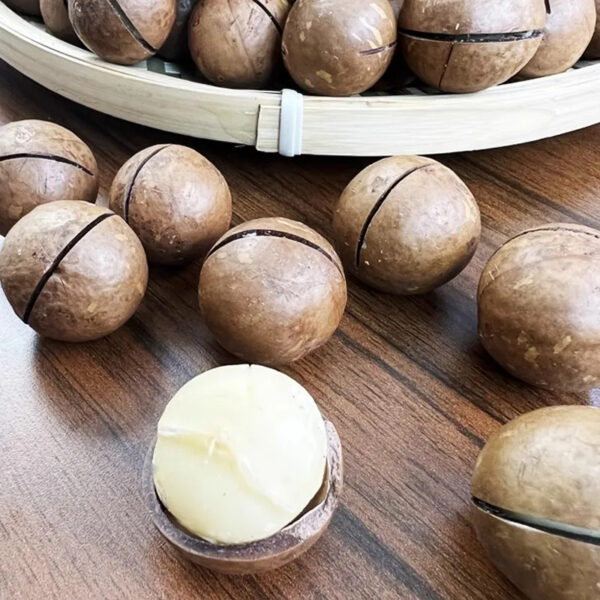 Hot Selling Big Size Macadamia Nuts From China Exporter Macadamia Nuts International Standard Delicious Taste - Image 2