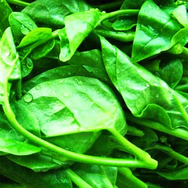 Malabar Spinach Vegetables - Image 2