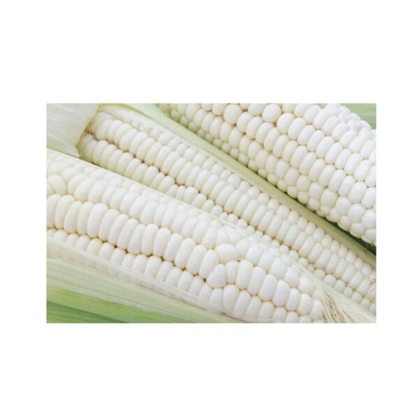 Wholesale Fresh Yellow Corn White Corn Bulk Dried Corn - Image 3