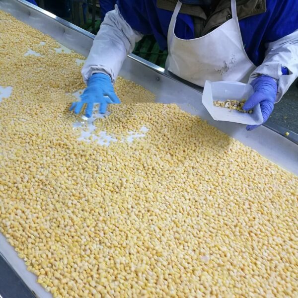 HACCP Kenyan Frozen Products Good Price Hot Sale IQF Frozen Yellow Sweet Corn - Image 3