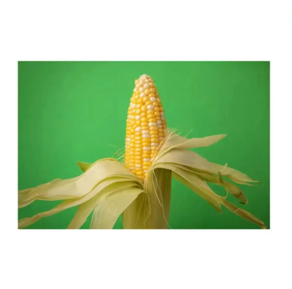 Fresh and IQF Frozen Yellow Sweet Baby Corn With Competitive Price From Kenya - Image 4